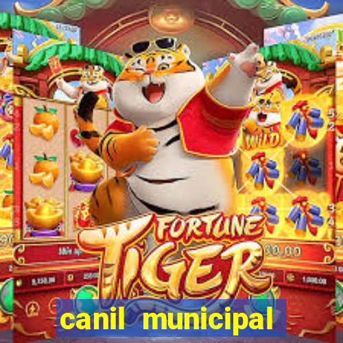 canil municipal porto alegre